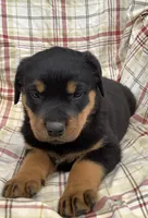 Nevada, a female Rottweiler for sale in Richfield, PA – 2 of 5