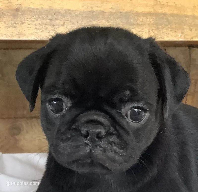 Carol – Pug puppy for sale in Richfield, PA