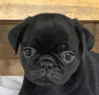 Carol, a female Pug for sale in Richfield, PA – 1 of 6
