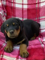 Nebraska, a female Rottweiler for sale in Richfield, PA – 4 of 6