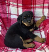 Nolan, a male Rottweiler for sale in Richfield, PA – 2 of 7