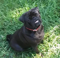 Cooley, a female Pug for sale in Richfield, PA – 5 of 5