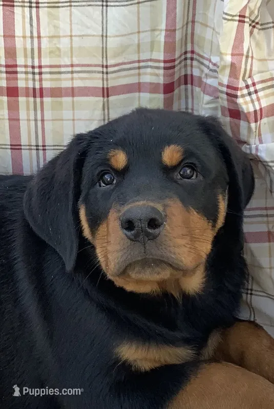 Charlie – Rottweiler puppy for sale in Richfield, PA