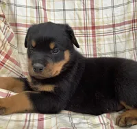 Norman, a male Rottweiler for sale in Richfield, PA – 4 of 8