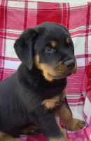 Nolan, a male Rottweiler for sale in Richfield, PA – 3 of 7
