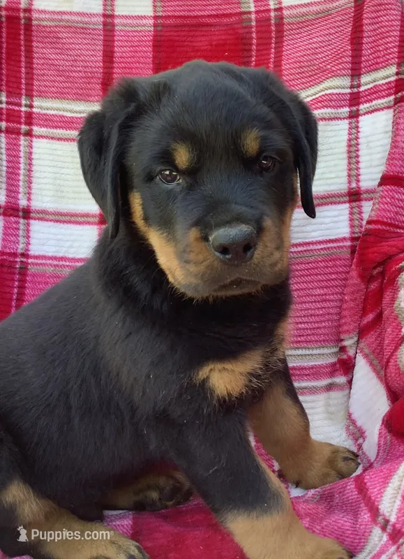 Nolan – Rottweiler puppy for sale in Richfield, PA