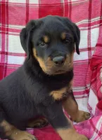 Nolan, a male Rottweiler for sale in Richfield, PA – 1 of 7