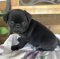 Carol, a female Pug for sale in Richfield, PA – 4 of 6