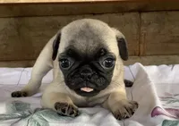 Cooley, a female Pug for sale in Richfield, PA – 2 of 5