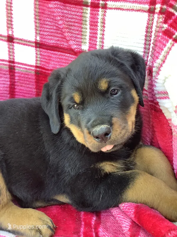 Norman – Rottweiler puppy for sale in Richfield, PA