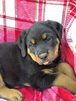 Norman, a male Rottweiler for sale in Richfield, PA – 1 of 8
