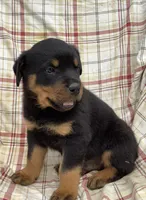 Nolan, a male Rottweiler for sale in Richfield, PA – 1 of 1