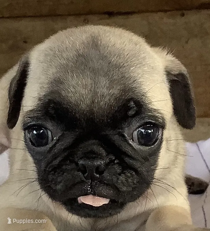 Cooley – Pug puppy for sale in Richfield, PA