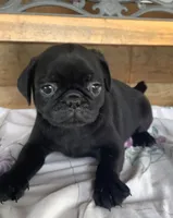 Carol, a female Pug for sale in Richfield, PA – 3 of 6