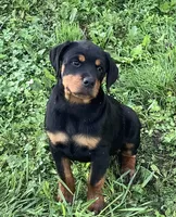 Celosia, a female Rottweiler for sale in Richfield, PA – 3 of 10