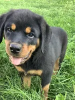 Chester , a male Rottweiler for sale in Richfield, PA – 2 of 5