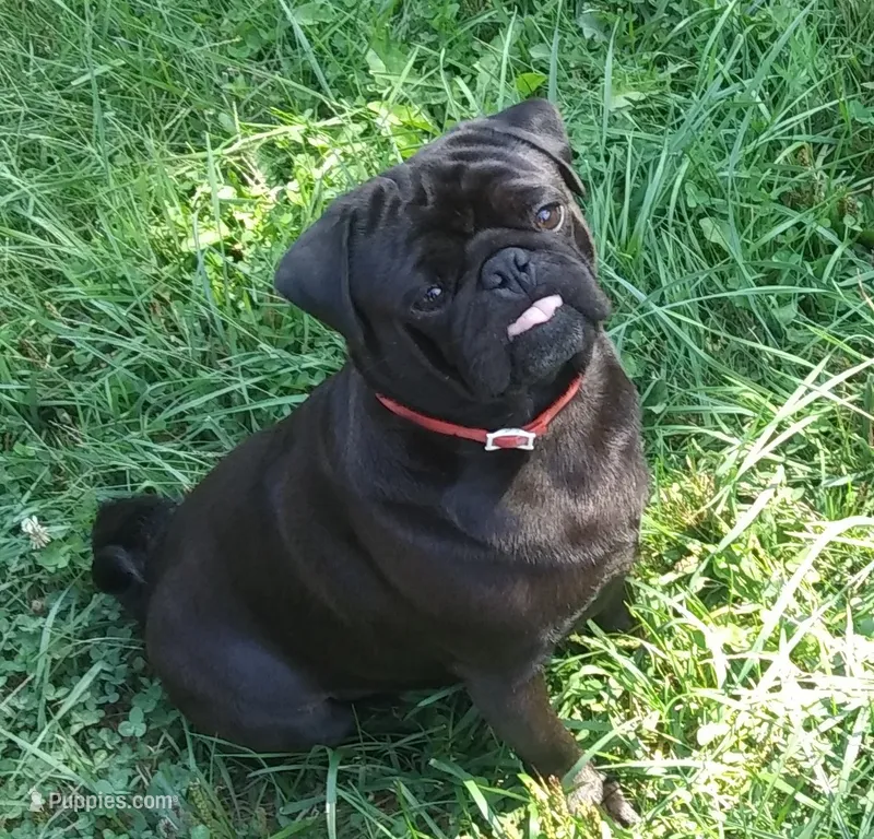 Carmel – Pug puppy for sale in Richfield, PA