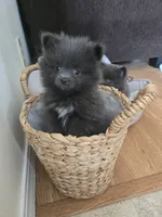 Boy 2, a male Pomeranian for sale in Wilder, ID – 1 of 8