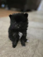 Girl 1, a female Pomeranian for sale in Wilder, ID – 2 of 10