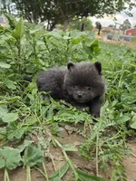 Boy 2, a male Pomeranian for sale in Wilder, ID – 2 of 8