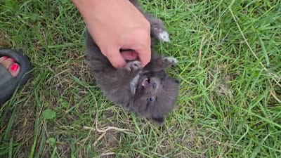Boy 2, a male Pomeranian for sale in Wilder, ID – 8 of 8