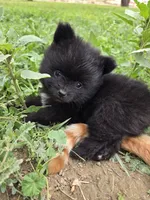 Boy 1, a male Pomeranian for sale in Wilder, ID – 2 of 8