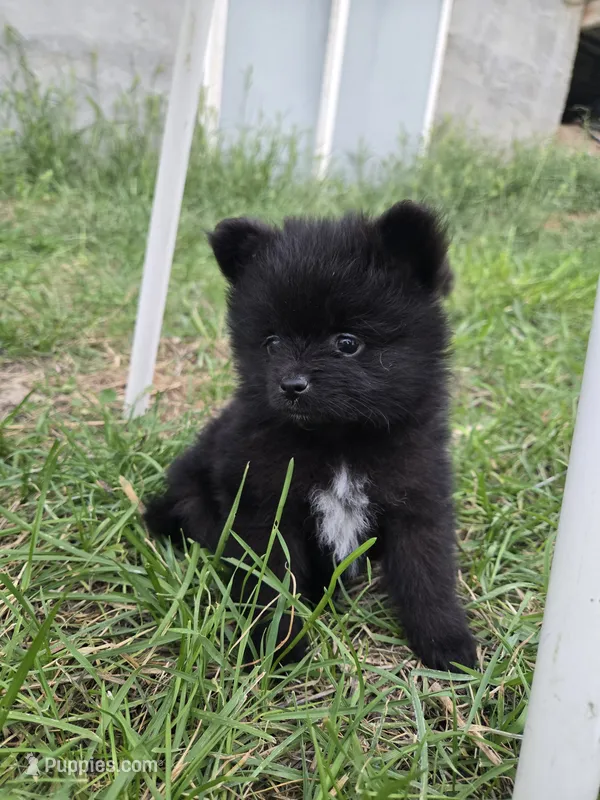 Boy 1 – Pomeranian puppy for sale in Wilder, ID