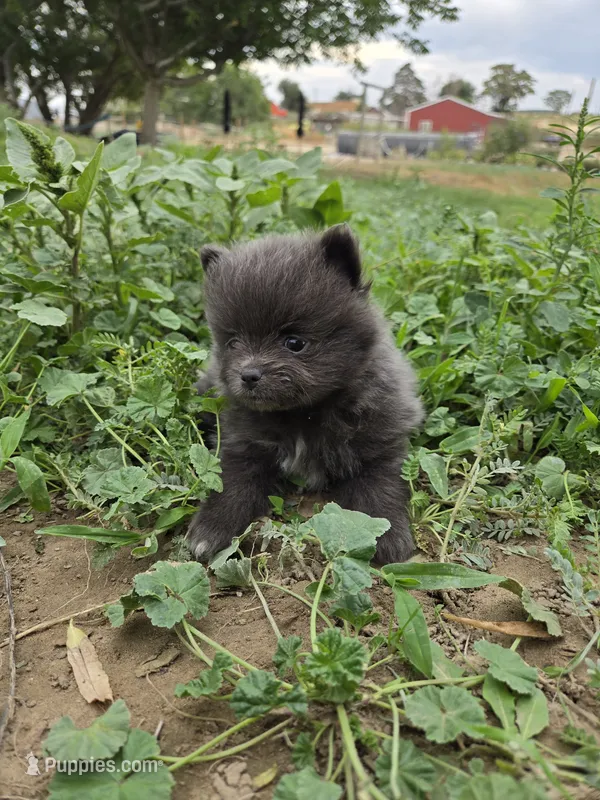 Girl 2 – Pomeranian puppy for sale in Wilder, ID