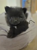 Boy 1, a male Pomeranian for sale in Wilder, ID – 3 of 8