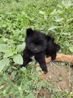 Boy 1, a male Pomeranian for sale in Wilder, ID – 5 of 8