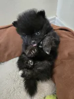Girl 1, a female Pomeranian for sale in Wilder, ID – 3 of 10