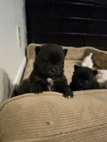 Boy 1, a male Pomeranian for sale in Wilder, ID – 7 of 8