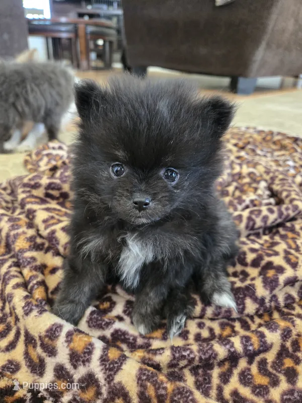 Girl 1 – Pomeranian puppy for sale in Wilder, ID