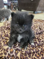 Girl 1, a female Pomeranian for sale in Wilder, ID – 1 of 10