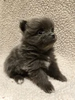Girl 2, a female Pomeranian for sale in Wilder, ID – 2 of 10