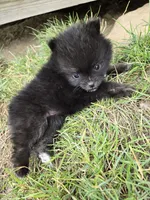 Girl 1, a female Pomeranian for sale in Wilder, ID – 4 of 10