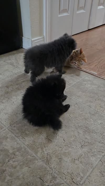 Girl 2, a female Pomeranian for sale in Wilder, ID – 10 of 10