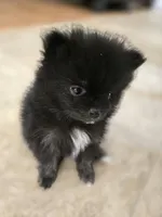 Girl 1, a female Pomeranian for sale in Wilder, ID – 5 of 10