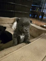 Boy 2, a male Pomeranian for sale in Wilder, ID – 4 of 8