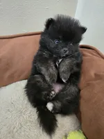 Girl 1, a female Pomeranian for sale in Wilder, ID – 6 of 10