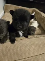 Boy 1, a male Pomeranian for sale in Wilder, ID – 6 of 8