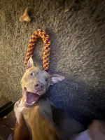 Eastin , a male American Pit Bull Terrier for sale in Jonesboro, AR – 3 of 8