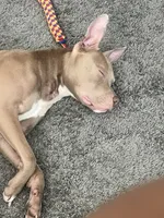 Eastin , a male American Pit Bull Terrier for sale in Jonesboro, AR – 5 of 8