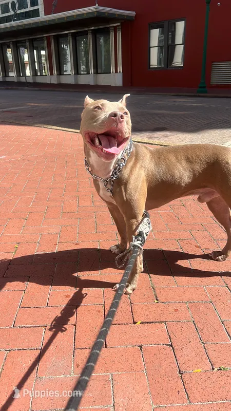Eastin  – American Pit Bull Terrier puppy for sale in Jonesboro, AR