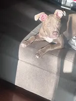 Eastin , a male American Pit Bull Terrier for sale in Jonesboro, AR – 2 of 8