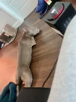 Eastin , a male American Pit Bull Terrier for sale in Jonesboro, AR – 8 of 8