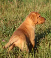 Roscoe, a male Labrador Retriever for sale in Fall Creek, WI – 2 of 3