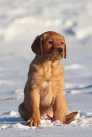 Hannah, a female Labrador Retriever for sale in Fall Creek, WI – Photo 2 of 3