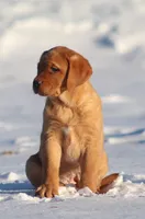 Hannah, a female Labrador Retriever for sale in Fall Creek, WI – Photo 3 of 3
