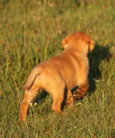 Roscoe, a male Labrador Retriever for sale in Fall Creek, WI – 3 of 3